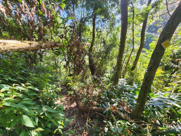 20250112貴妃山那結山外鳥嘴山蓮包山O型2727172