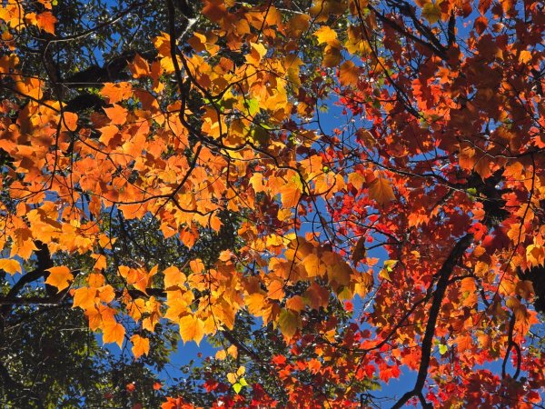 鳶嘴稍來山之楓紅／雲海