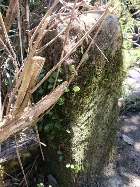 貢寮區文秀坑古道+觀日嶺步道O型2809168