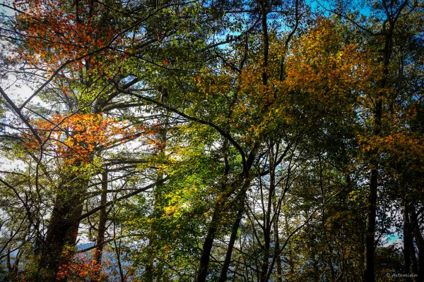 [冬訪大霸聖山岳參行]-大鹿林道東線榆金楓紅與九九山莊精選輯2974711