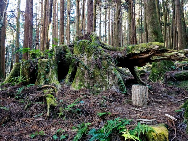特富野古道-2024嘉遊好步道．來嘉走走2674371