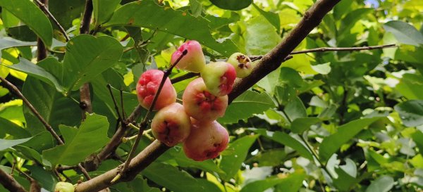 2025/07/13_二層坪古道O型未完成2835747