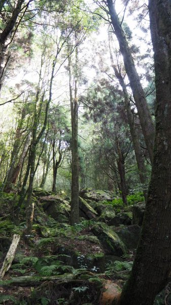 台中橫嶺山沙蓮山O型20191116736896