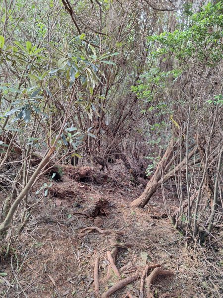 觀霧之榛山O型202411232653901