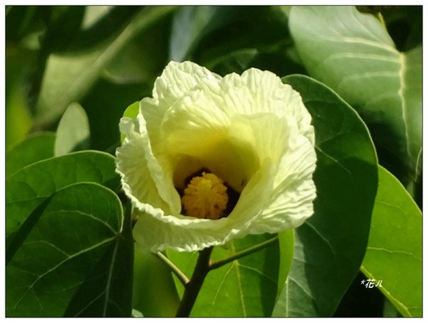 夏日/黃槿的花開1417606