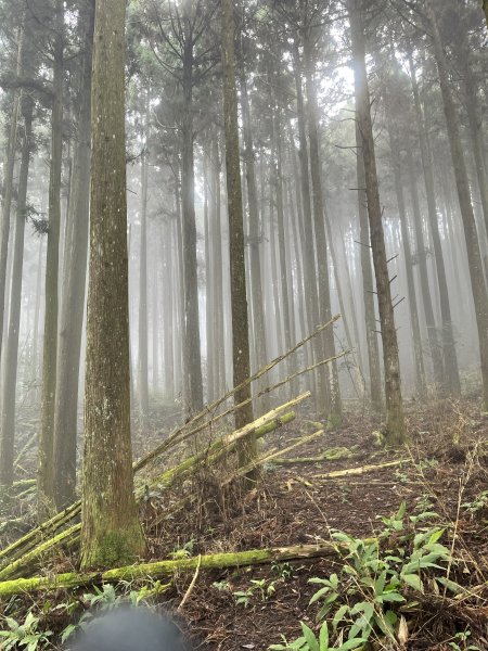 【鵝鳥雙拼】 鵝公髻接鳥嘴山2382739