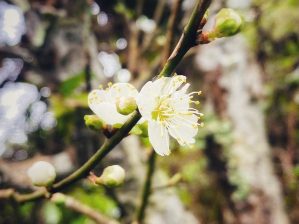 1140101元旦爬山趣2680843