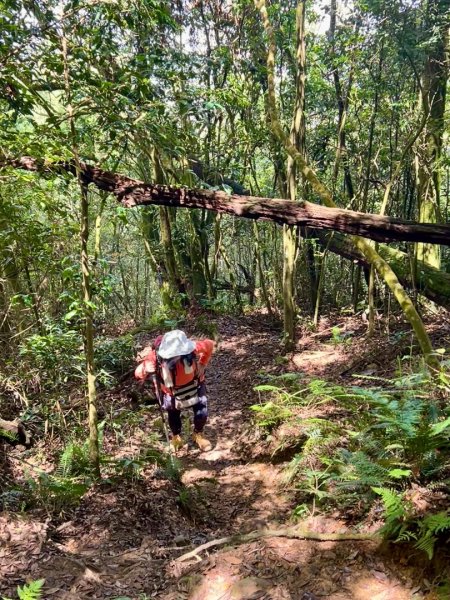 豹牙登山口上鳳凰山/小百岳#533069698