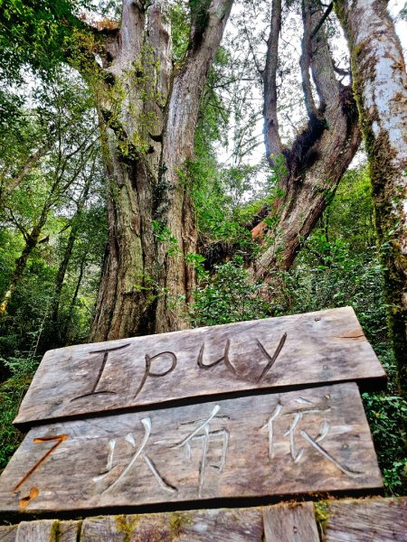 鎮西堡巨木群步道(B區)-(新竹)臺灣百大必訪步道3007840