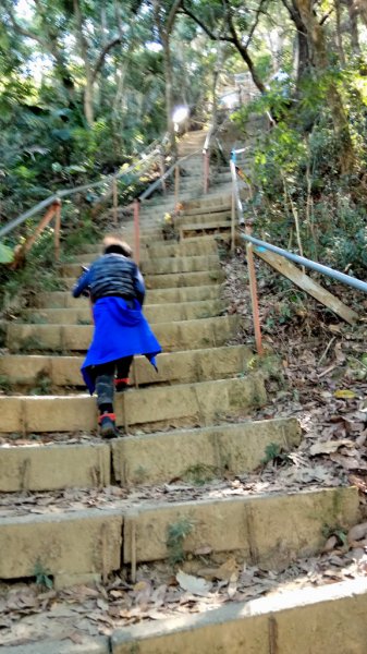 南觀音山,大坑4號頭嵙山545504