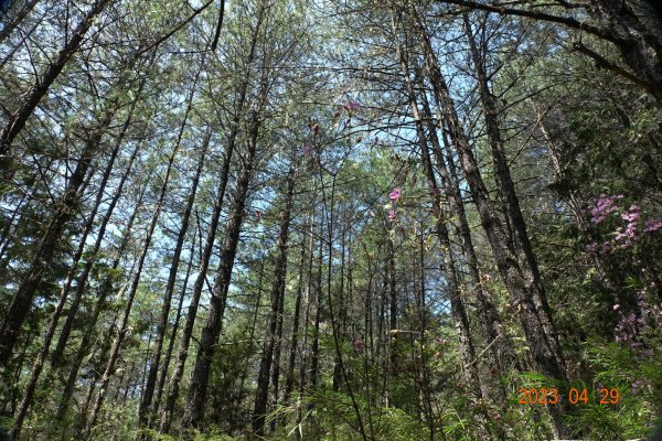 南投 仁愛 武法奈尾山2133738