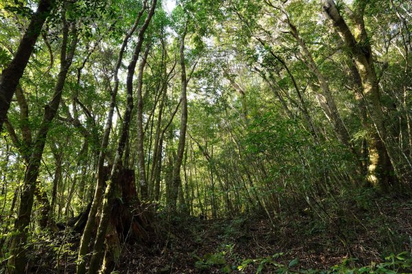 新竹 尖石 屯野生台山、石麻達山2441136