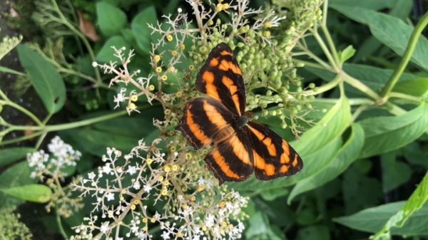 華山步道群1423603