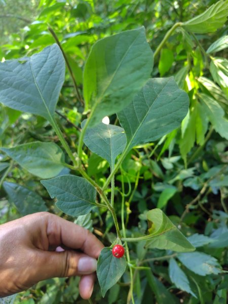 唐麻丹山 蝴蝶谷2918884