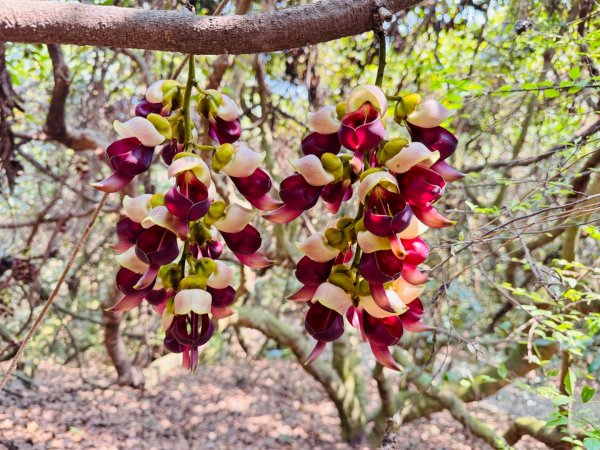 草尾嶺血藤滿山開3019026