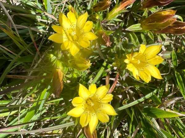 合歡山群峰（南峰、石門山、尖山、東峰）2626648