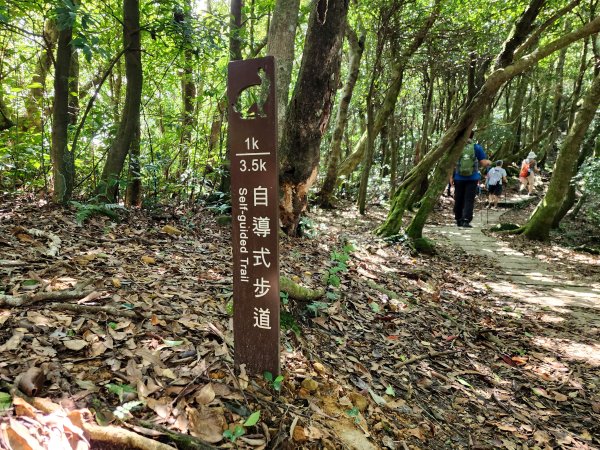 小百岳No.22⛰東眼山2568786