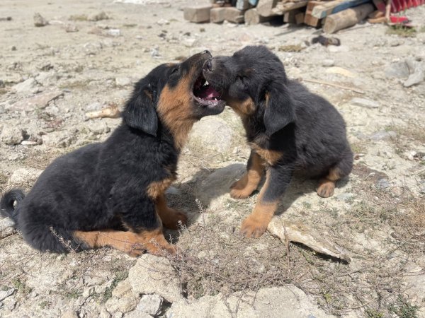 西藏♥️可愛動物🐎人物寫真/拉薩旅拍/美食2902919