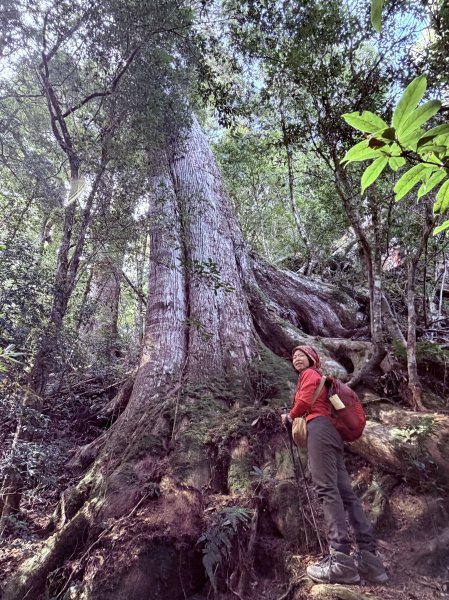 鎮西堡巨木步道B區全段+A區部分3008535