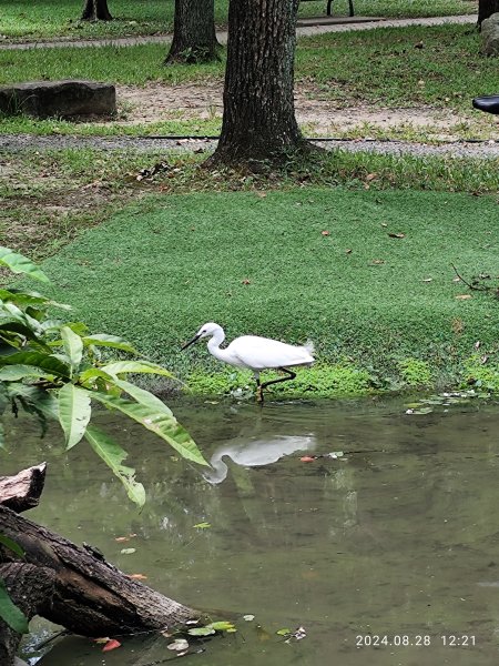 大安森林公園、港墘公園、大港墘公園【走路趣尋寶】【臺北健走趣】2582387