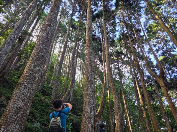 【中級山】麥巴來山，夢幻杉木林3089254