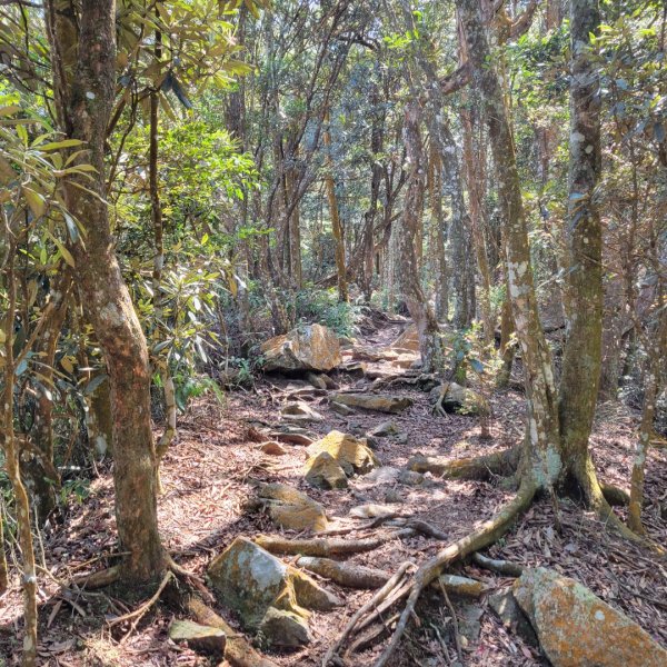 橫嶺山自然步道（木馬古道）1638179