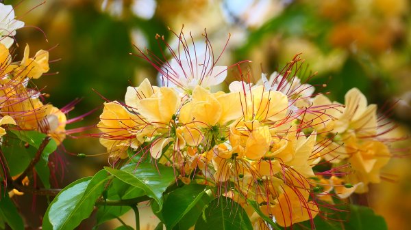 加羅林魚木,松菸文創園區