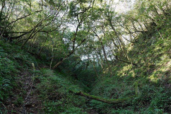 新北 烏來 美鹿山、高腰山、拔刀爾山、小巫山2703490