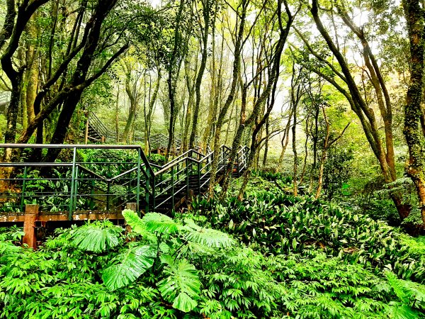 走遍陽明山：大屯山系｜青楓、中正山步道2085918