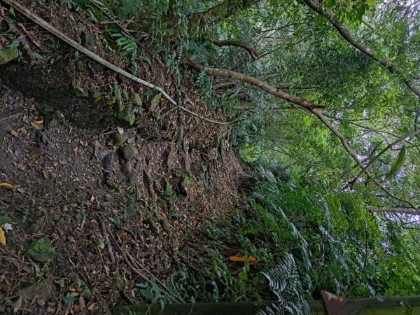 新北五寮尖登山步道3103271