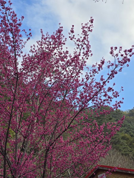 20250228 桃山+池有山2919191