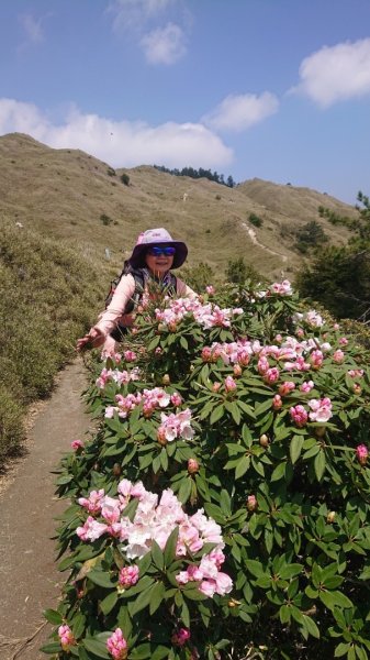 合歡東峰、小奇萊賞玉山杜鵑2542801