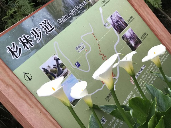 110年4月25日雲林  雲嶺之丘 五元二角 木馬古道1456583