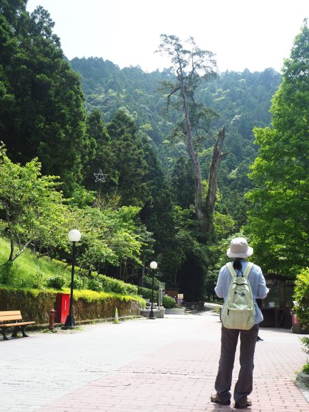 《宜蘭》北橫明珠｜明池國家森林遊樂區201805192889296