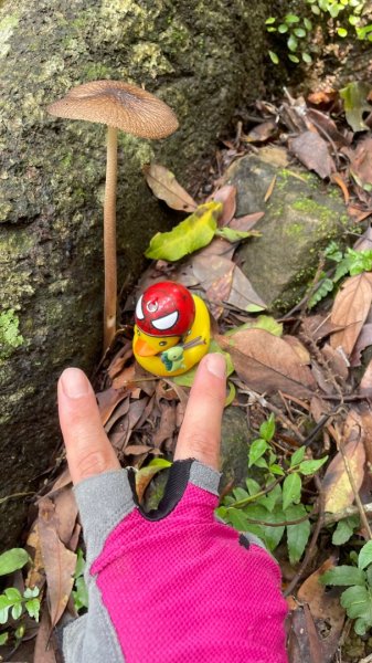 銀河洞越嶺貓空-新高麗坑山-銀獅縱走-猴山岳群峰+三條魚縱走3033523