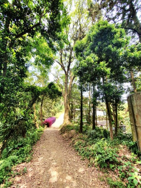 苗栗關刀山，出關古道（聖關段），鳴鳳古道，南隘勇古道，綠色古道，延平古道，新竹飛鳳山1674302