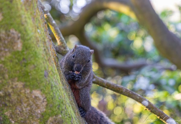 [台北]大崙頭山、碧山巖、忠勇山2746237