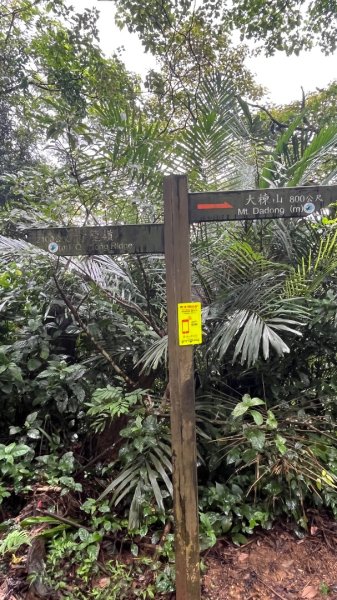 微笑山線_樹鶯縱走2852880