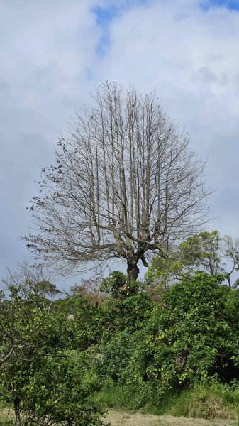 20260123中泰古道-中泰山-延河步道2988197