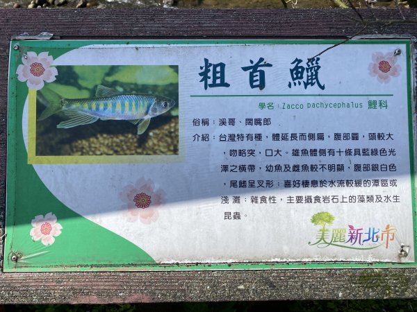 🚗從淡金公路出發｜三生步道櫻花與田園風光・春日療癒散步3018732