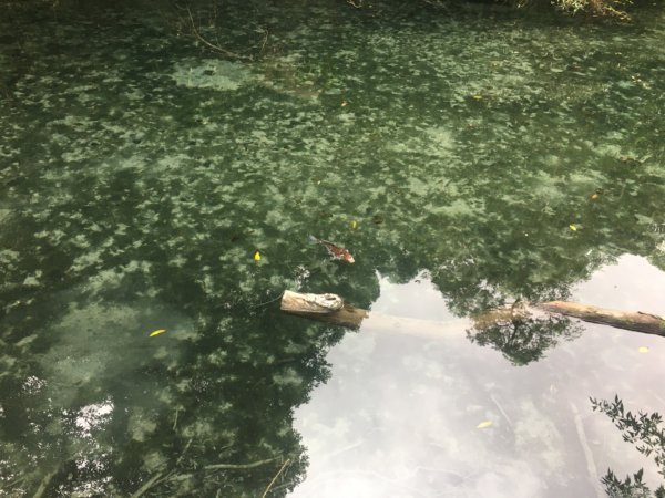 四十二份湧泉2723151