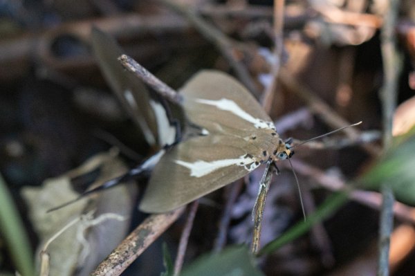 微笑山線 筆架連峰段段｜健行筆記尋寶任務2824775