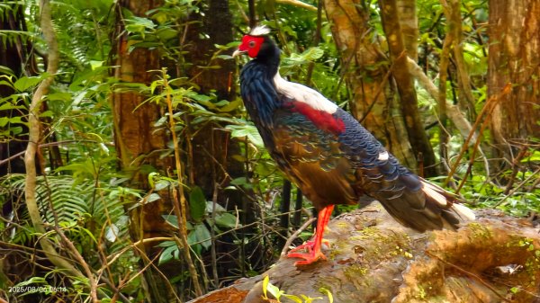 #新店四十份 #翡翠水庫壩頂 #夜景 #曙光 #雲海 #雲瀑 #藍腹鷴 8/62852931