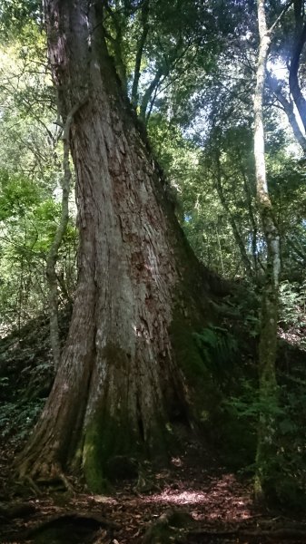 鎮西堡A區步道1730692