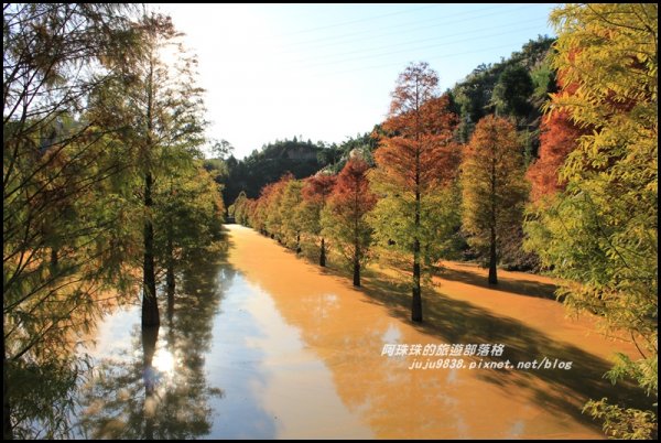 苗栗三灣水漾落羽松夢幻森林祕境466315