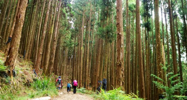 阿里山森鐵舊鐵道~石山引水道＆石山804745