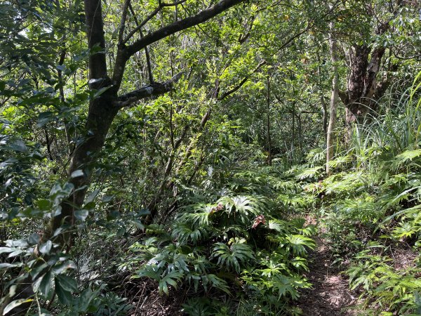 [微笑山線_第九段] 2025_0914 二格山系_皇帝殿東峰2889480