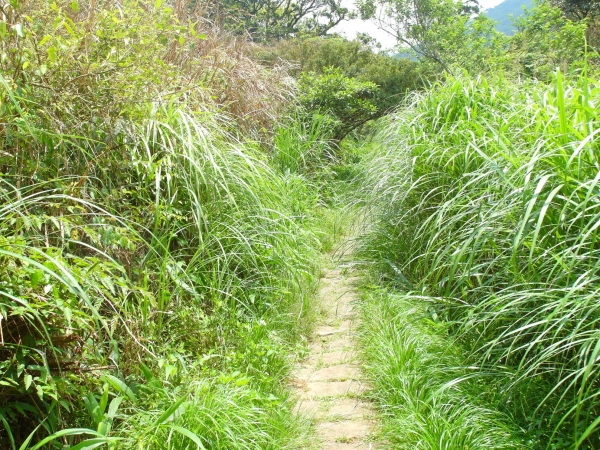 二子坪 面天山 向天山步道 大屯山西峰39884