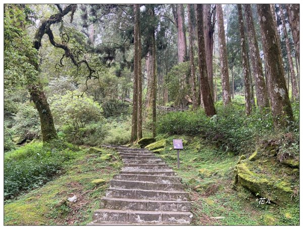 阿里山神木群棧道2771626