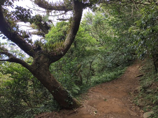 [百山百鳥尋旅-11/15] 2025_0927 大屯主峰-連峰步道_大屯山西峰2899458